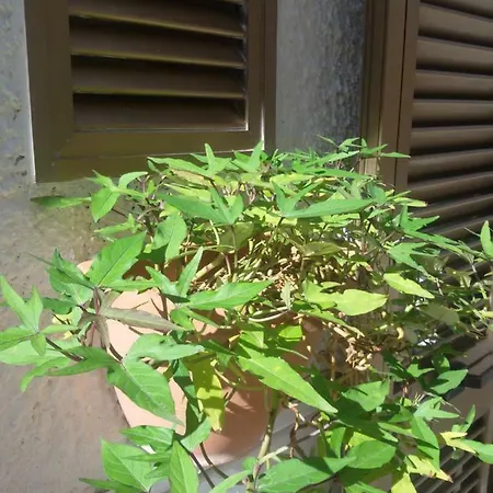 La Casa Di Lo * 莫诺波利