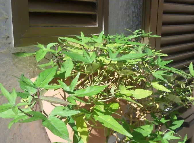 La Casa Di Lo * Monopoli